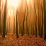forest-blurry_00420666
